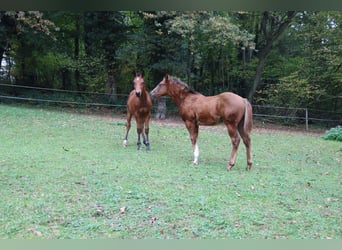 American Quarter Horse, Stallion, 1 year, 14.3 hh, Chestnut
