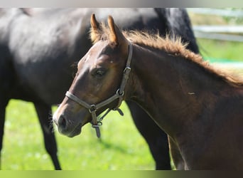 American Quarter Horse, Stallion, 1 year, 14.3 hh, Chestnut