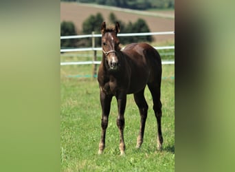 American Quarter Horse, Stallion, 1 year, 14.3 hh, Chestnut