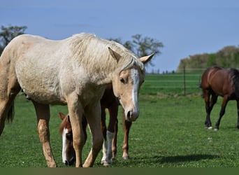 American Quarter Horse, Stallion, 1 year, 14.3 hh, Palomino
