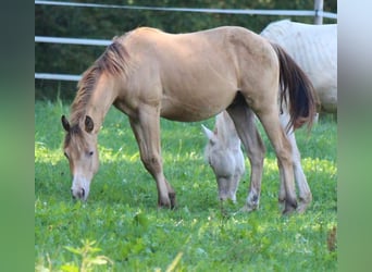 American Quarter Horse, Stallion, 1 year, 14 hh, Champagne