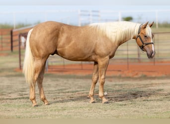 American Quarter Horse, Stallion, 1 year, 14 hh, Palomino