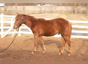 American Quarter Horse, Stallion, 1 year, 14 hh, Sorrel