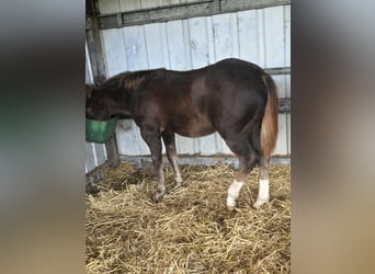 American Quarter Horse, Stallion, 1 year, 14,2 hh, Brown