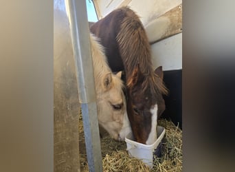 American Quarter Horse, Stallion, 1 year, 14,2 hh, Brown