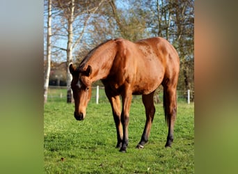 American Quarter Horse, Stallion, 1 year, 14,2 hh, Brown