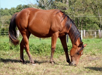 American Quarter Horse, Stallion, 1 year, 14,2 hh, Brown