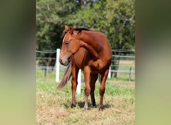 American Quarter Horse, Stallion, 1 year, 14,2 hh, Brown