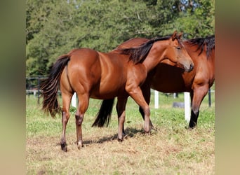 American Quarter Horse, Stallion, 1 year, 14,2 hh, Brown