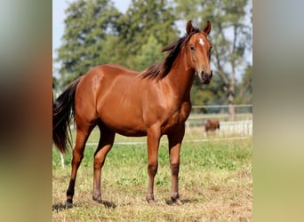 American Quarter Horse, Stallion, 1 year, 14,2 hh, Brown