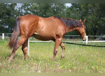 American Quarter Horse, Stallion, 1 year, 14,2 hh, Brown