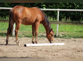American Quarter Horse, Stallion, 1 year, 14,2 hh, Brown