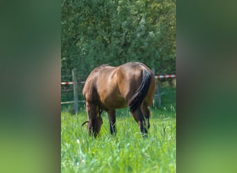 American Quarter Horse, Stallion, 1 year, 14,2 hh, Brown