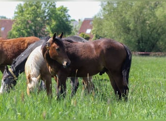 American Quarter Horse, Stallion, 1 year, 14,2 hh, Brown