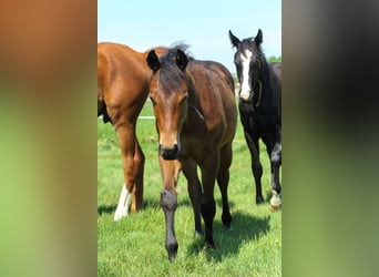 American Quarter Horse, Stallion, 1 year, 14,2 hh, Brown