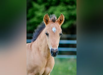 American Quarter Horse, Stallion, 1 year, 14,2 hh, Buckskin
