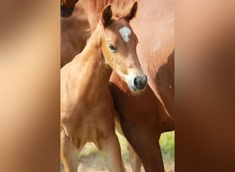 American Quarter Horse, Stallion, 1 year, 14,2 hh, Chestnut-Red
