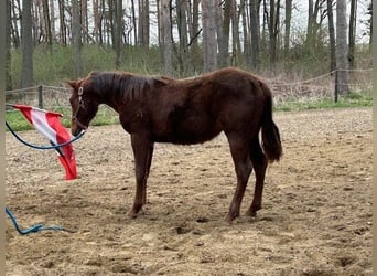 American Quarter Horse, Stallion, 1 year, 14,2 hh, Chestnut