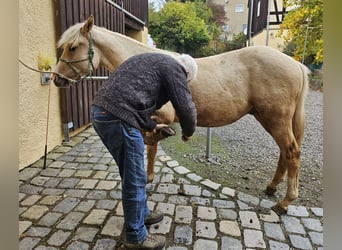 American Quarter Horse, Stallion, 1 year, 14,2 hh, Palomino