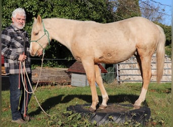 American Quarter Horse, Stallion, 1 year, 14,2 hh, Palomino