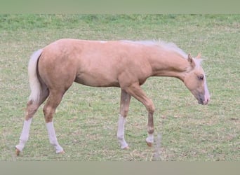 American Quarter Horse, Stallion, 1 year, 14,2 hh, Palomino