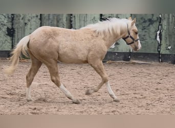 American Quarter Horse, Stallion, 1 year, 14,2 hh, Palomino