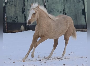 American Quarter Horse, Stallion, 1 year, 14,2 hh, Palomino