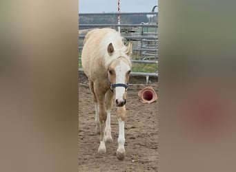 American Quarter Horse, Stallion, 1 year, 14,2 hh, Palomino