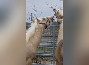 American Quarter Horse, Stallion, 1 year, 14,2 hh, Palomino