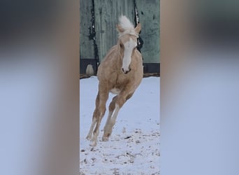 American Quarter Horse, Stallion, 1 year, 14,2 hh, Palomino