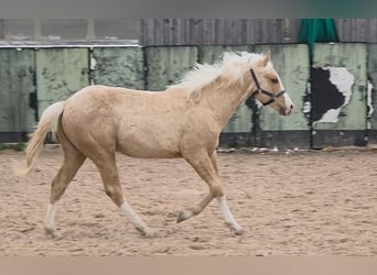 American Quarter Horse, Stallion, 1 year, 14,2 hh, Palomino