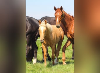 American Quarter Horse, Stallion, 1 year, 14,2 hh, Palomino