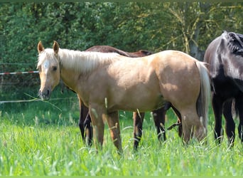 American Quarter Horse, Stallion, 1 year, 14,2 hh, Palomino