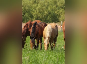 American Quarter Horse, Stallion, 1 year, 14,2 hh, Palomino