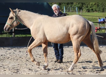 American Quarter Horse, Stallion, 1 year, 14,2 hh, Palomino