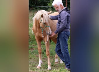 American Quarter Horse, Stallion, 1 year, 14,2 hh, Palomino