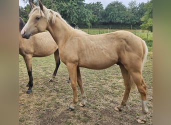 American Quarter Horse, Stallion, 1 year, 14,2 hh, Palomino