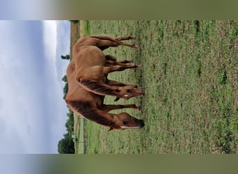 American Quarter Horse, Stallion, 1 year, 14,2 hh, Red Dun