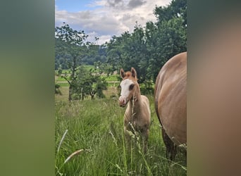 American Quarter Horse, Stallion, 1 year, 14,2 hh, Red Dun