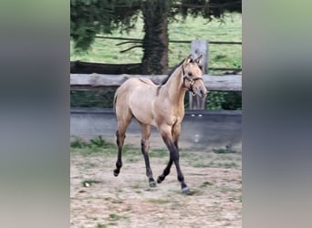 American Quarter Horse, Stallion, 1 year, 14,2 hh