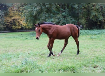 American Quarter Horse, Stallion, 1 year, 14,3 hh, Bay-Dark