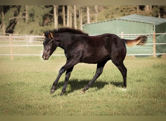 American Quarter Horse, Stallion, 1 year, 14,3 hh, Black