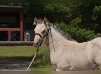 American Quarter Horse, Stallion, 1 year, 14,3 hh, Buckskin