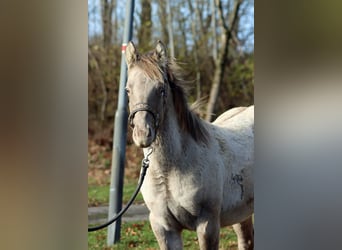 American Quarter Horse, Stallion, 1 year, 14,3 hh, Champagne