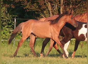 American Quarter Horse, Stallion, 1 year, 14,3 hh, Dun