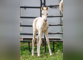 American Quarter Horse, Stallion, 1 year, 14,3 hh, Palomino
