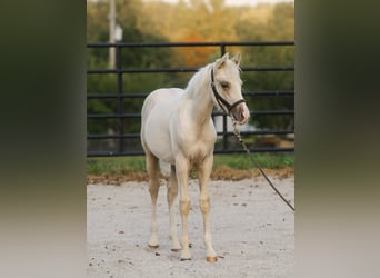 American Quarter Horse, Stallion, 1 year, 14,3 hh, Palomino