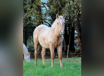 American Quarter Horse, Stallion, 1 year, 14,3 hh, Palomino