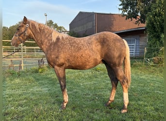 American Quarter Horse, Stallion, 1 year, 14,3 hh, Palomino