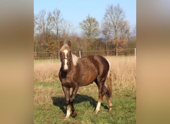 American Quarter Horse, Stallion, 1 year, 14,3 hh, Palomino